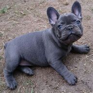 Beschikbare puppy&amp;#039;s