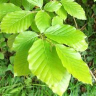 Fagus sylvatica ( beuk )