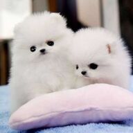 Schattige stamboom Pomeriaanse puppy&amp;#039;s Raszuivere Pomeriaanse puppy&amp;#039;s ter adoptie.