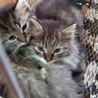 Europese Korthair Kittens