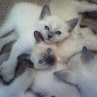 Balinese kittens met stamboom