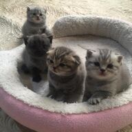 Schattige Scottish fold kittens tica