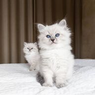 Kwaliteit Ragdoll-kittens voor herplaatsing