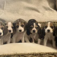 Belgische Beagle pupjes