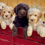 Leuke Labradoodle-puppy&amp;#039;s klaar We hebben een nestje van 5