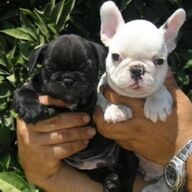 Prachtige puppy&amp;#039;s Franse Bulldog.