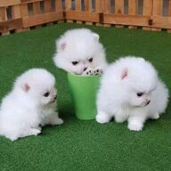 Schattige Pommerse puppy&amp;#039;s met stamboom