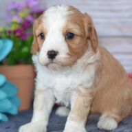 Geregistreerde Cavapoo-puppy&amp;#039;s Onze geknipte