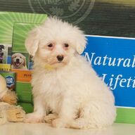 Maltipoo-pups klaar voor een nieuw huis