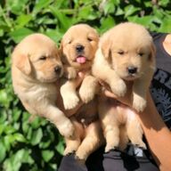 Golden Retriever-pups