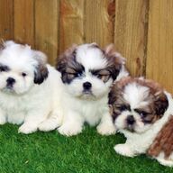 Prachtige shih tzu-pups met stamboom voor liefdevolle huizen