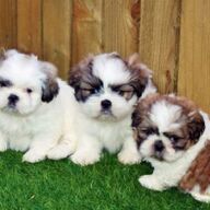 Prachtige shih tzu-pups met stamboom voor liefdevolle huizen
