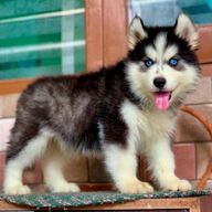 Siberische husky-puppy&amp;#039;s met blauwe ogen