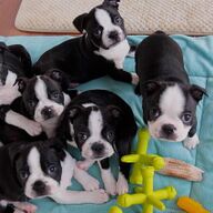 Lieve en aardige Boston Terrier-puppy&amp;#039;s