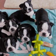 Lieve en aardige Boston Terrier-puppy&amp;#039;s