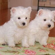 Vrouwelijke en mannelijke West Highland-puppy&amp;#039;s
