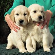 Labrador Hond Pups