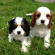 Prachtige Cavalier King Charles-puppy&amp;#039;s