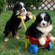 Lieve en aardige Berner Sennenpuppy&amp;#039;s voor herplaatsing