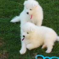 Uitstekende Samojeed-puppy&amp;#039;s voor adoptie