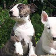 Bull terrier-pups ter adoptie