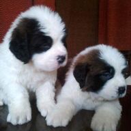 Leuke mannelijke en vrouwelijke Sint Bernard-puppy&amp;#039;s