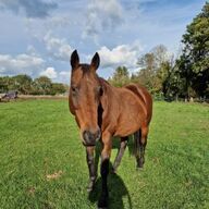 Lieve, stabiele merrie te koop