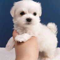 Beschikbare mannelijke en vrouwelijke puppy&amp;#039;s klaar voor verkoop, stuur ons een WhatsApp-bericht voor meer informatie.