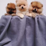 Raszuivere Bear face Pomerian