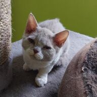 Speelse Selkirk Rex kittens