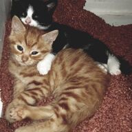 Cyprerse en Tuxedo kittens
