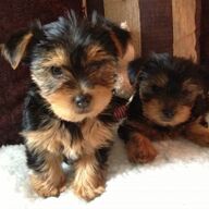Yorkshire Terrier Pups