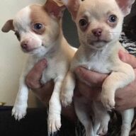 Chihuahua stamboom pups