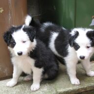 Mooie Border Collie Puppies
