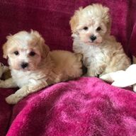 Mooie Maltipoo-puppy&amp;#039;s