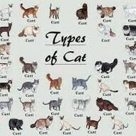 Kittens te koop