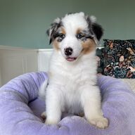 Australian Shepherd puppy