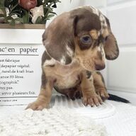 Dapple Dachshund