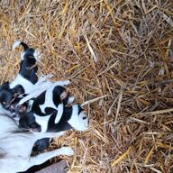 Jack russels