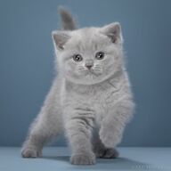 Er zijn prachtige kittens te koop, mannelijk en vrouwelijk.