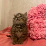 Kitten