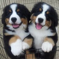 Bernese pups