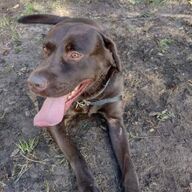 Labrador