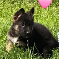 Duitsherderpups