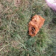 Caviaâ��s te koop