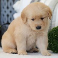 Golden retriever-puppy&amp;#039;s