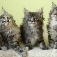Lieve Maine Coon-kittens