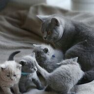 Britse korthaar kittens voor adoptie
