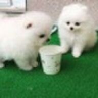 perfec Pommerse puppy&amp;#039;s nu beschikbaar.