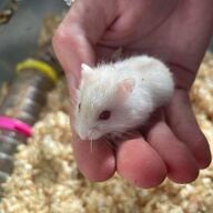 Hamsters te koop